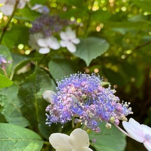 Meet your Posher, Sydney